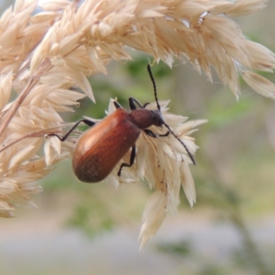 Ecnolagria grandis (Honeybrown beetle) at Bowning, NSW - 11 Dec 2022 by MichaelBedingfield