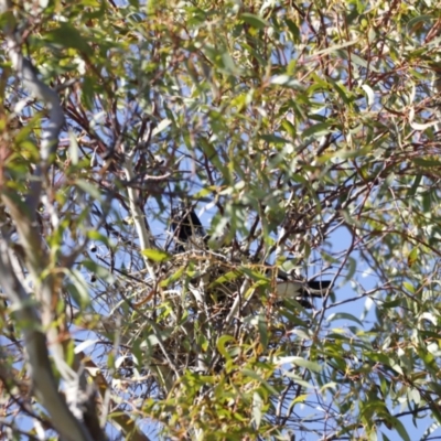 Gymnorhina tibicen (Australian Magpie) at Jerrabomberra Wetlands - 24 Jul 2023 by JimL