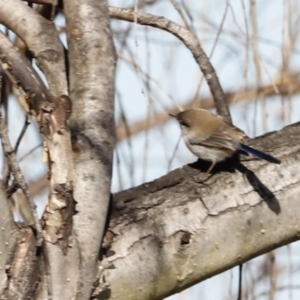 Malurus cyaneus at Fyshwick, ACT - 24 Jul 2023 10:50 AM