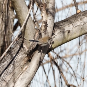 Malurus cyaneus at Fyshwick, ACT - 24 Jul 2023