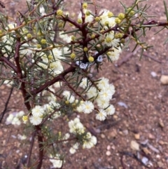 Acacia genistifolia (Early Wattle) at Queanbeyan, NSW - 4 Jul 2023 by natureguy
