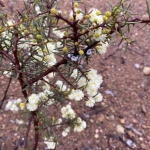 Acacia genistifolia at Queanbeyan, NSW - 4 Jul 2023 03:26 PM