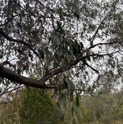 Eucalyptus dives (Broad-leaved Peppermint) at QPRC LGA - 4 Jul 2023 by natureguy