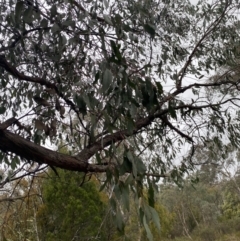 Eucalyptus dives (Broad-leaved Peppermint) at Queanbeyan, NSW - 4 Jul 2023 by natureguy