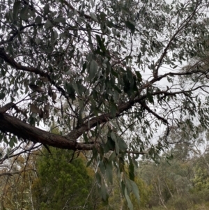 Eucalyptus dives at Queanbeyan, NSW - 4 Jul 2023