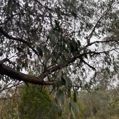 Eucalyptus dives (Broad-leaved Peppermint) at The Ridgeway Reserve - 4 Jul 2023 by natureguy