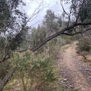 Eucalyptus dives at Queanbeyan, NSW - 4 Jul 2023