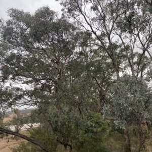 Eucalyptus polyanthemos at Queanbeyan, NSW - 4 Jul 2023