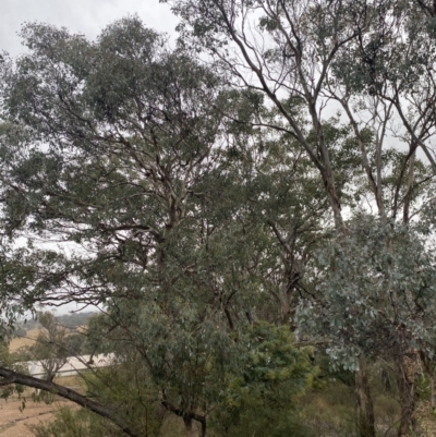 Eucalyptus polyanthemos (Red Box) at The Ridgeway Reserve - 4 Jul 2023 by natureguy