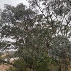 Eucalyptus polyanthemos (Red Box) at Queanbeyan, NSW - 4 Jul 2023 by natureguy