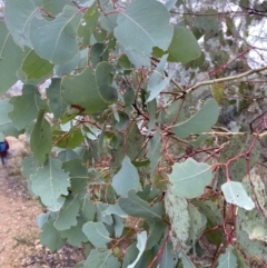 Eucalyptus polyanthemos at Queanbeyan, NSW - 4 Jul 2023