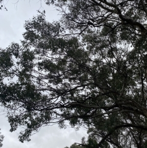 Eucalyptus polyanthemos at Queanbeyan, NSW - 4 Jul 2023