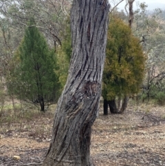 Eucalyptus macrorhyncha (Red Stringybark) at The Ridgeway Reserve - 4 Jul 2023 by natureguy