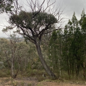 Eucalyptus macrorhyncha at Queanbeyan, NSW - 4 Jul 2023
