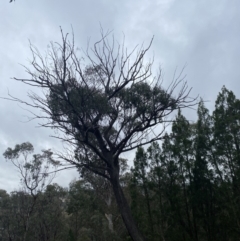 Eucalyptus macrorhyncha at QPRC LGA - 4 Jul 2023