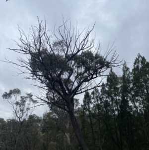 Eucalyptus macrorhyncha at Queanbeyan, NSW - 4 Jul 2023