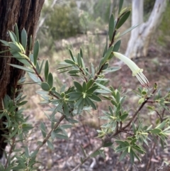 Styphelia triflora (Five-corners) at Queanbeyan East, NSW - 4 Jul 2023 by natureguy
