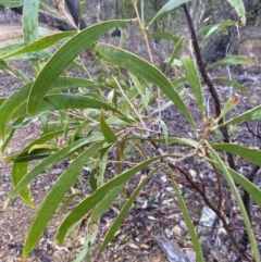 Acacia implexa (Hickory Wattle, Lightwood) at The Ridgeway Reserve - 4 Jul 2023 by natureguy