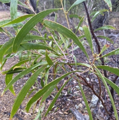 Acacia implexa (Hickory Wattle, Lightwood) at The Ridgeway Reserve - 4 Jul 2023 by natureguy