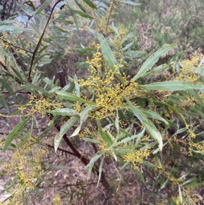 Acacia rubida (Red-stemmed Wattle, Red-leaved Wattle) at QPRC LGA - 4 Jul 2023 by natureguy