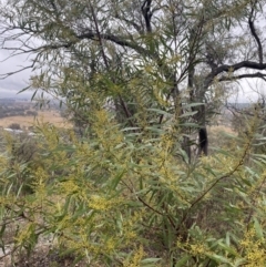 Acacia rubida at Queanbeyan East, NSW - 4 Jul 2023