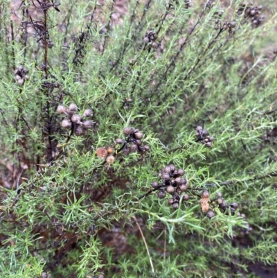 Chrysocephalum semipapposum (Clustered Everlasting) at Queanbeyan East, NSW - 4 Jul 2023 by natureguy