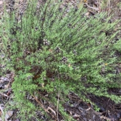 Chrysocephalum semipapposum at Queanbeyan East, NSW - 4 Jul 2023