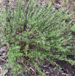 Chrysocephalum semipapposum at Queanbeyan East, NSW - 4 Jul 2023