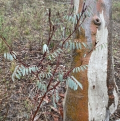 Indigofera australis subsp. australis (Australian Indigo) at The Ridgeway Reserve - 4 Jul 2023 by natureguy
