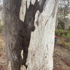 Eucalyptus rossii (Inland Scribbly Gum) at Queanbeyan East, NSW - 4 Jul 2023 by natureguy