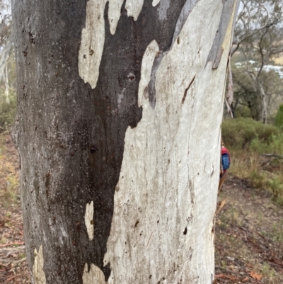 Eucalyptus rossii (Inland Scribbly Gum) at The Ridgeway Reserve - 4 Jul 2023 by natureguy