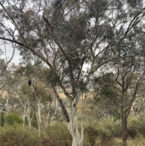 Eucalyptus rossii at Queanbeyan East, NSW - 4 Jul 2023 03:19 PM