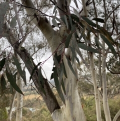 Eucalyptus rossii at Queanbeyan East, NSW - 4 Jul 2023 03:19 PM