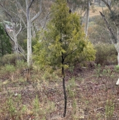 Exocarpos cupressiformis (Cherry Ballart) at The Ridgeway Reserve - 4 Jul 2023 by natureguy