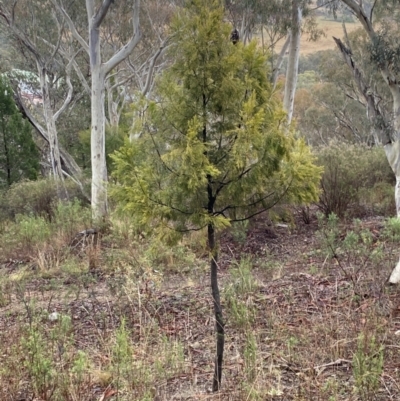 Exocarpos cupressiformis (Cherry Ballart) at The Ridgeway, NSW - 4 Jul 2023 by natureguy