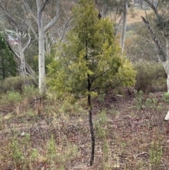 Exocarpos cupressiformis (Cherry Ballart) at The Ridgeway, NSW - 4 Jul 2023 by natureguy