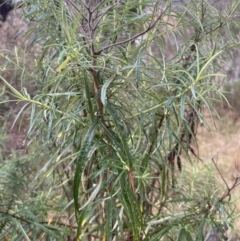 Cassinia longifolia (Shiny Cassinia, Cauliflower Bush) at The Ridgeway Reserve - 4 Jul 2023 by natureguy