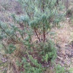 Cassinia longifolia at The Ridgeway, NSW - 4 Jul 2023