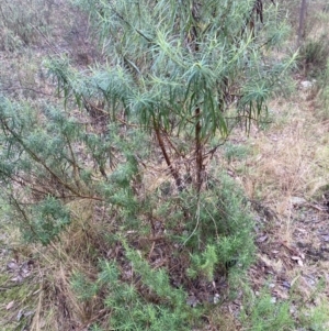 Cassinia longifolia at The Ridgeway, NSW - 4 Jul 2023