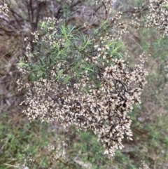 Cassinia quinquefaria (Rosemary Cassinia) at The Ridgeway Reserve - 4 Jul 2023 by natureguy