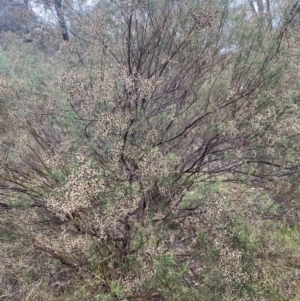 Cassinia quinquefaria at The Ridgeway, NSW - 4 Jul 2023