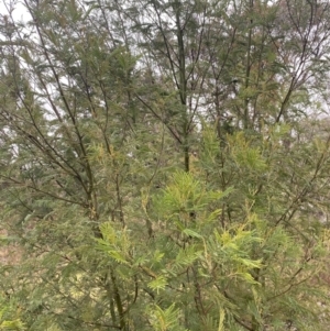 Acacia mearnsii at The Ridgeway, NSW - 4 Jul 2023