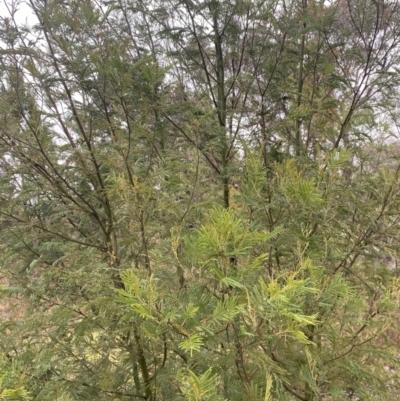 Acacia mearnsii (Black Wattle) at QPRC LGA - 4 Jul 2023 by natureguy