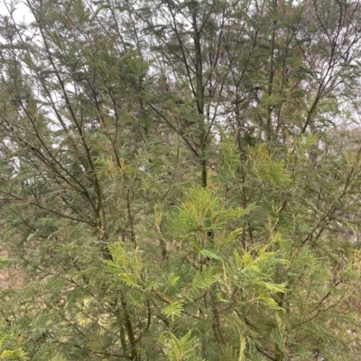 Acacia mearnsii (Black Wattle) at The Ridgeway, NSW - 4 Jul 2023 by natureguy