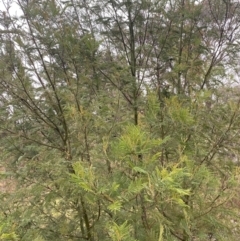 Acacia mearnsii (Black Wattle) at The Ridgeway Reserve - 4 Jul 2023 by natureguy