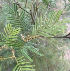 Acacia mearnsii at The Ridgeway, NSW - 4 Jul 2023