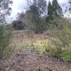 Acacia mearnsii at The Ridgeway, NSW - 4 Jul 2023