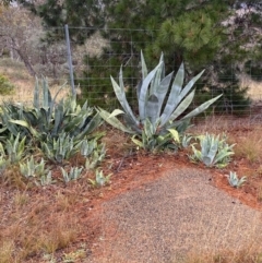 Agave americana (Century Plant) at The Ridgeway Reserve - 4 Jul 2023 by natureguy