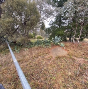 Agave americana at The Ridgeway, NSW - 4 Jul 2023 03:15 PM