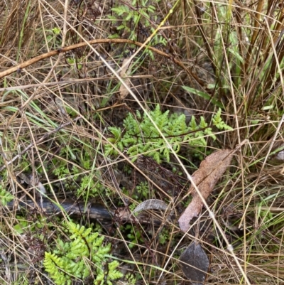 Cheilanthes sieberi subsp. sieberi (Narrow Rock Fern) at The Ridgeway Reserve - 4 Jul 2023 by natureguy